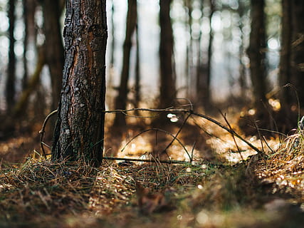 selektiv, fokus fotografering, træ, Skov, bagagerum, jord, nåle, udendørs, natur, sol, bokeh, græs, vegetation, lys, miljø, træstamme, plante, selektiv fokusering, dag, sollys, ro, ingen mennesker, vækst, rolig scene, Mark, skønhed i naturen, ikke-urbane scene, overflade niveau, nåletræ, 4K, CC0, offentligt domæne, royaltyfrie