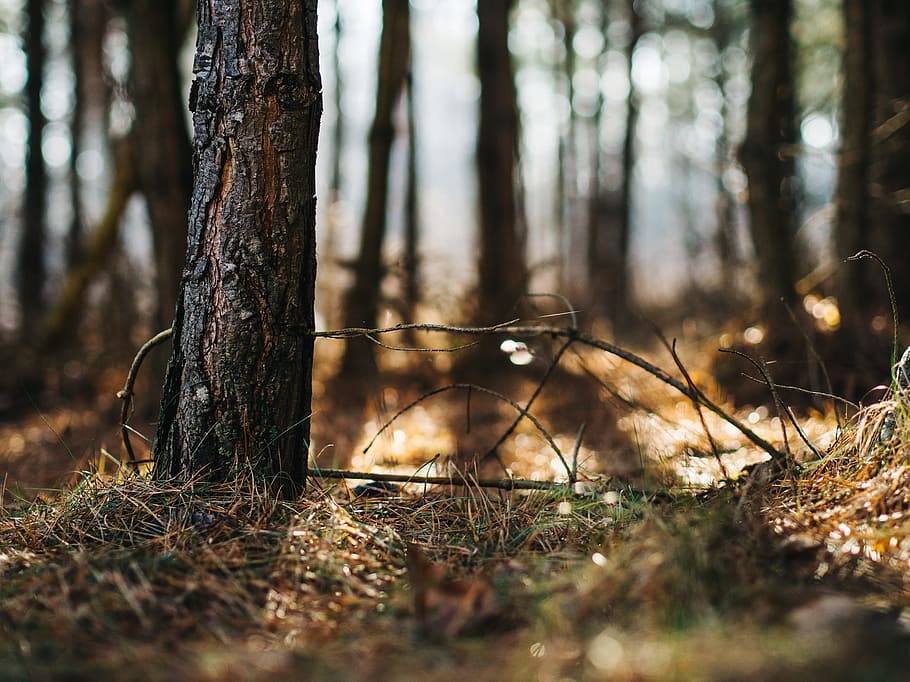 selektiv, fokus fotografering, træ, Skov, bagagerum, jord, nåle, udendørs, natur, sol, bokeh, græs, vegetation, lys, miljø, træstamme, plante, selektiv fokusering, dag, sollys, ro, ingen mennesker, vækst, rolig scene, Mark, skønhed i naturen, ikke-urbane scene, overflade niveau, nåletræ, 4K