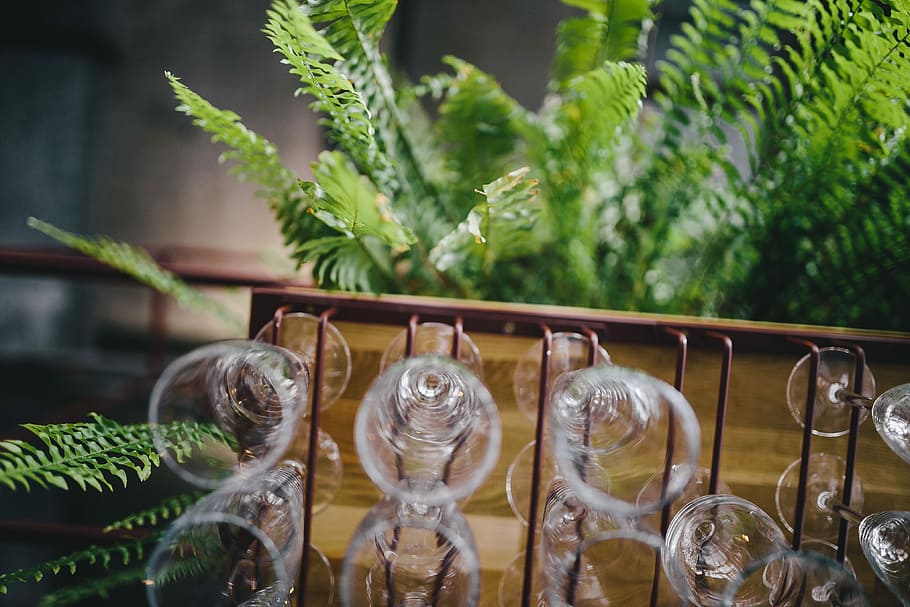 gros, bouquet, verres à vin, pendaison, titulaire, restaurant, bar, vide, des lunettes, du vin, à l'intérieur, de l'alcool, fragile, cristal, verre de vin, plante, personne, journée, croissance, la nature, verre - matériel, transparent, se concentrer sur le premier plan, fermer, couleur verte, verre, thèmes animaux, Nourriture et boisson, eau, arrangement, récipient, grand groupe d'objets, la faune des animaux, 4K