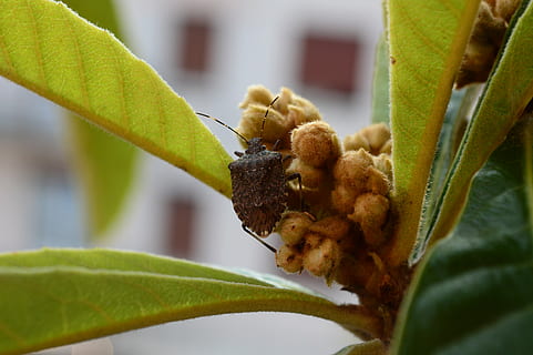 error, insecte, insectes, xinxes, macro, naturalesa, verd, planta, fulles, branques, plantes, fruita, jardí, animal, herba, tranquil·litat, tardor, colors, full, primer pla, part de la planta, invertebrat, creixement, temes d'animals, enfocament selectiu, fauna animal, cap gent, animals a la natura, dia, a l'aire lliure, color verd, un animal, bellesa a la natura, 5K, CC0, domini públic, lliure de regalies