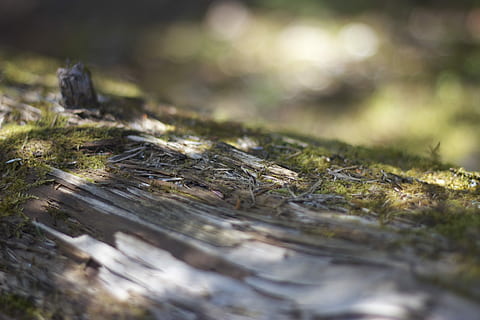 caduto, tronco d'albero, intemperie, marcio, albero, tronco, legna, avvicinamento, luce del sole, ombre, naturale, luce, foresta, muschio, messa a fuoco selettiva, nessuno, giorno, all'aperto, natura, pianta, legno - materiale, campo, terra, erba, crescita, colore verde, strutturato, legname, abbaiare, livello di superficie, 5K, CC0, dominio pubblico, privo di copyright