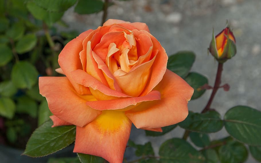 nærbillede fotografering, orange, Rose, blomst, lyserød, knap, knop, blomstrende plante, skønhed i naturen, plante, kronblad, friskhed, blomsterstand, rosenblomst, tæt på, blomsterhoved, skrøbelighed, sårbarhed, orange farve, natur, plante del, blad, fokus på forgrunden, vækst, ingen mennesker, udendørs, forår, 2K