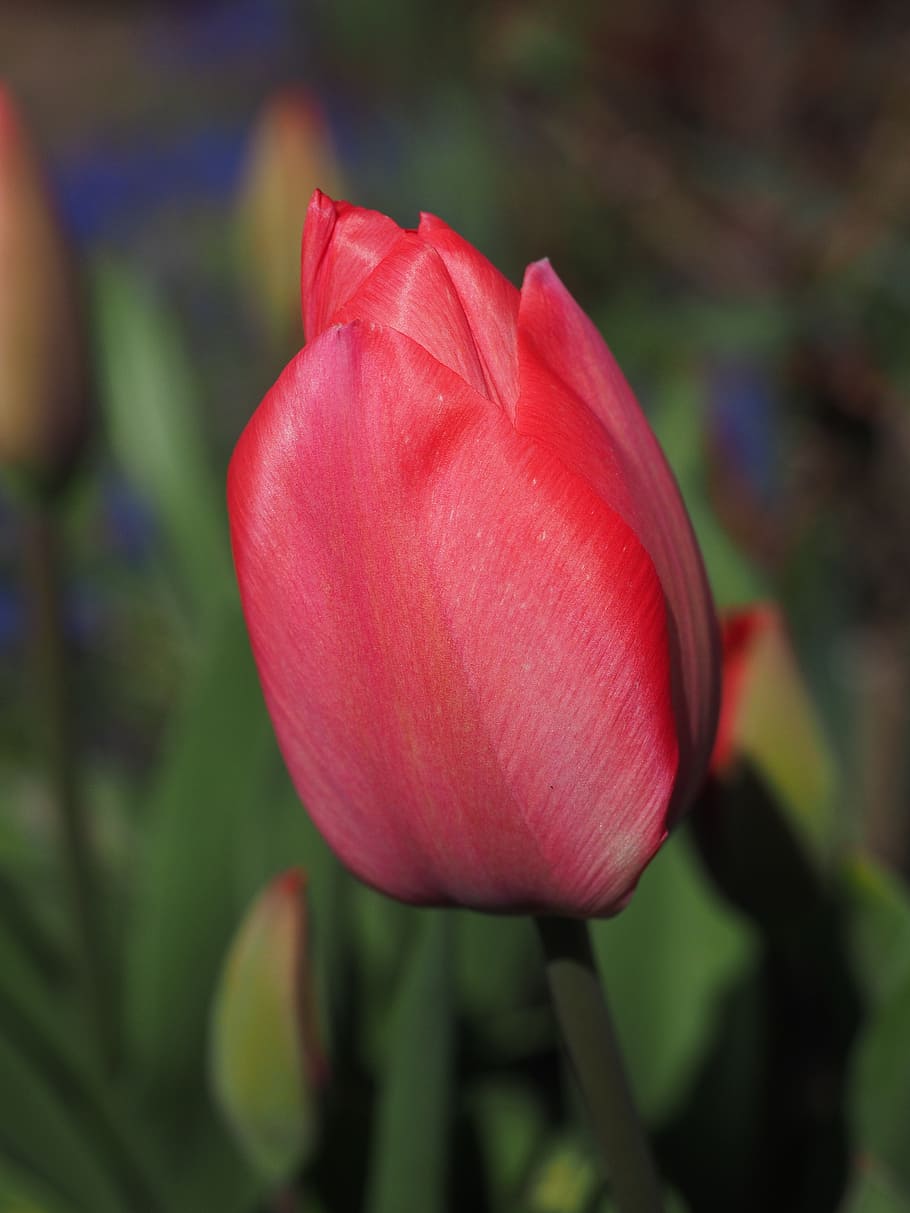 tulipa, vermell, flor, primavera, tancar, colorit, color, lliri, liliaceae, plantes ornamentals, cria de tulipa, planta amb flors, vulnerabilitat, fragilitat, bellesa a la natura, planta, pètal, frescor, primer pla, creixement, cap de flor, inflorescència, centrar-se en primer pla, naturalesa, cap gent, dia, tija de la planta, a l'aire lliure, suavitat, enfocament suau, sepal, 4K