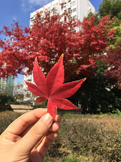 Ahorn, Hand, Ansichten, Geh weg, Herbst, rot, Baum, Jahreszeit, Gelb, Farbe, Orange, bunt, Blatt, draussen, Botanik, menschliche Hand, menschliches Körperteil, Pflanze, Pflanzenteil, eine Person, persönliche Perspektive, Natur, Nahansicht, Ahornblatt, halten, Fokus auf den Vordergrund, echte Menschen, Tag, Veränderung, Finger, nicht erkennbare Person, Körperteil, draußen, natürlicher Zustand, 2K, CC0, gemeinfrei, lizenzfrei