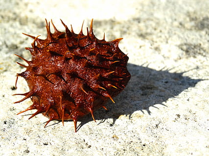 chestnut, prickly, chestnut shell, spur, brown, reddish, nutshell, autumn, sleeve, nature, fruit, sunlight, no people, day, land, close-up, outdoors, focus on foreground, animals in the wild, animal wildlife, beach, animal, shadow, animal themes, invertebrate, sand, textured, food and drink, insect, sea, marine, spiky, 5K, CC0, public domain, royalty free