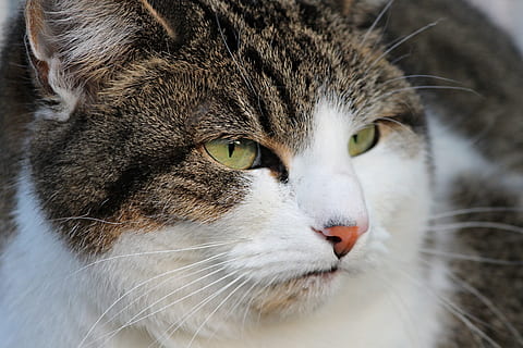 blanc, marron, tigré, chat, grincheux, mauvaise humeur, déranger, portrait, Fermer, chat domestique, fourrure, les yeux, moustache, animal de compagnie, animal, regarder, photographie de la faune, concentré, yeux de chat, tête de chat, portrait d'animal, visage, vue, perturbé, tête, visage chat, Regardez, le monde animal, attention, portrait de chat, pense, thèmes animaux, animaux domestiques, national, félin, mammifère, un animal, partie du corps de l'animal, vertébré, tête d'animal, partie du corps, personne, œil, oeil d'animal, museau, contemplation, les yeux jaunes, bouche d'animal, nez d'animaux, 4K, CC0, domaine public, libre de droits