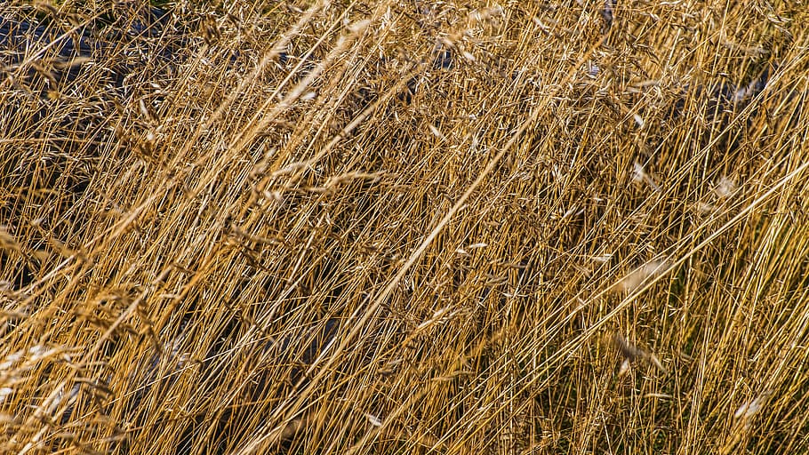 herbes, macro, vista de prop, herba, herba salvatge, tancar, salvatge, naturalesa, canya, flora, fulles d'herba, halm, es redueix, deshidratat, marc complet, fons, planta, camp, terra, cap gent, dia, creixement, agricultura, paisatge, vista d’angle alt, marró, tranquil·litat, color daurat, granja, escena rural, a l'aire lliure, bellesa a la natura, 5K
