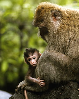 Mama, Baby, Affe, halten, Kinderfoto, aple, Baum, Wald, Tierwelt, Tiere in freier Wildbahn, Säugetier, Gruppe von Tieren, Jungtier, zwei tiere, Primas, Tierfamilie, Wirbeltier, Fokus auf den Vordergrund, Tag, Zusammengehörigkeit, jung, Menschen, weibliches Tier, Pflege, draußen, 2K, CC0, gemeinfrei, lizenzfrei