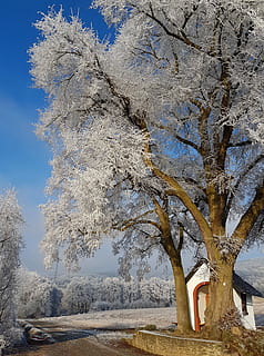 winter, koude, winters, Bos, winter kou, Eiskristalle, boom, natuur, landschap, sneeuw, romantisch, landelijk, dromerig, winterdroom, pittoreske, dag, een persoon, buitenshuis, fabriek, schoonheid in de natuur, hemel, weg, groei, tak, koude temperatuur, boomstam, kalmte, romp, scenics - natuur, geen mensen, vervoer, treelined, 2K, CC0, publiek domein, royaltyvrij