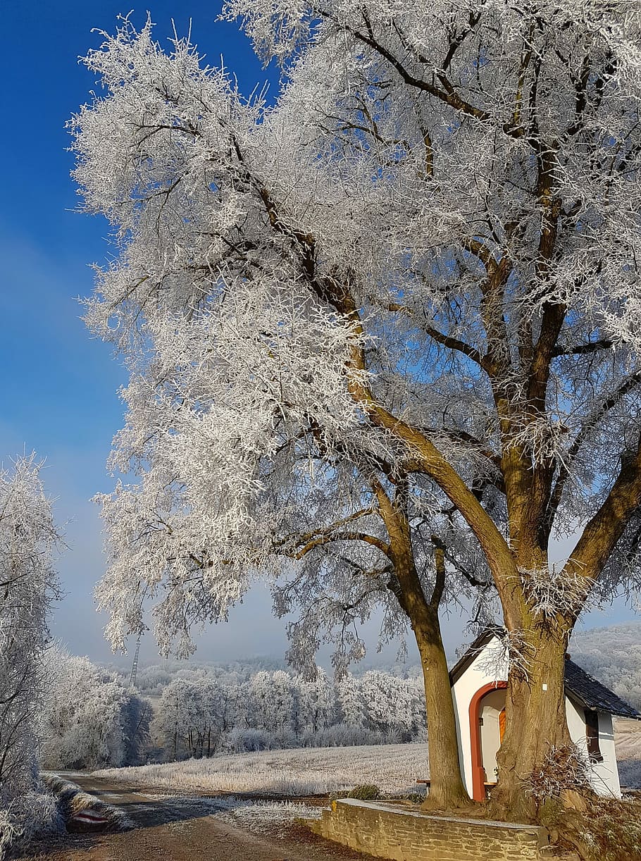 zimní, Studený, les, zimní zima, eiskristalle, strom, Příroda, krajina, sníh, romantický, venkovský, zasněný, zimní sen, malebné, den, jedna osoba, venku, rostlina, krása v přírodě, nebe, silnice, růst, větev, studená teplota, kmen stromu, klid, kufr, scenics - příroda, nikdo, přeprava, treelined, 2K