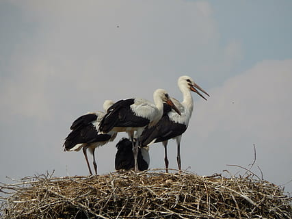 storke, fugle, ung, fatning, fugl, dyre temaer, dyr, hvirveldyr, dyr i naturen, dyreliv, dyre rede, gruppe af dyr, ingen mennesker, stork, natur, himmel, dag, to dyr, fugl reden, hvid stork, udendørs, perching, Kvist, hø, dyre familie, 4K, CC0, offentligt domæne, royaltyfrie