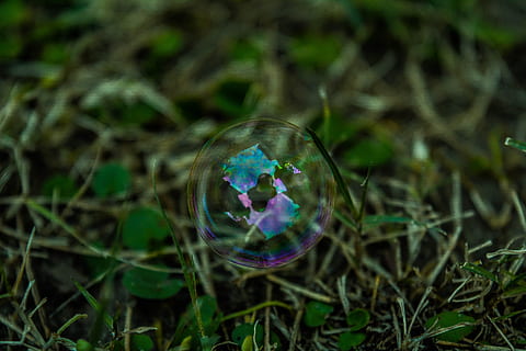 erba, pianta, bolla, macro, natura, fragilità, vulnerabilità, avvicinamento, sfera, vetro - materiale, trasparente, nessuno, singolo oggetto, giorno, riflessione, forma, ambiente, globo - Oggetto creato dall'uomo, all'aperto, mezz'aria, messa a fuoco selettiva, 5K, CC0, dominio pubblico, privo di copyright