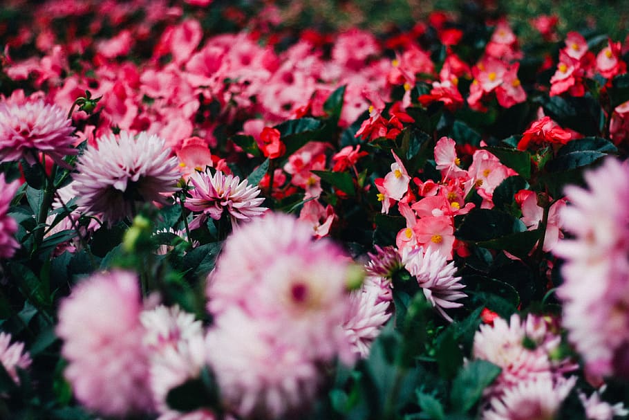 rød-og-pink blomsterfelt, dagtimerne, lyserød, rød, petaled blomsterfelt, selektiv fokusering, fotografering, seng, kronblad, blomst, natur, plante, sommer, lyserød farve, blomsterhoved, forår, tæt på, friskhed, skønhed i naturen, multi farvet, blomsterseng, baggrunde, udendørs, lilla, grøn farve, blomstre, daisy, botanik, skrøbelighed, blomstrende plante, vækst, sårbarhed, dag, ingen mennesker, blomsterstand, overflod, flok blomster, 4K