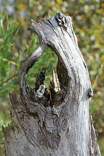 log, træstump, træ, hvile, hul, Skov, natur, træstamme, bark, træ - materiale, plante, fokus på forgrunden, bagagerum, tæt på, ingen mennesker, dag, tekstureret, udendørs, vækst, død plante, ru, jord, mønster, lichen, 5K, CC0, offentligt domæne, royaltyfrie