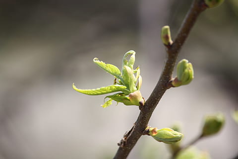 Primavera, força vital, brotar, natureza, plantar, ramo, árvore, folha, fechar-se, cor verde, crescimento, macro, frescura, vida nova, ao ar livre, dia, focar em primeiro plano, ninguém, beleza na natureza, galho, começos, caule vegetal, parte da planta, foco seletivo, 1080P, CC0, domínio público, royalty free