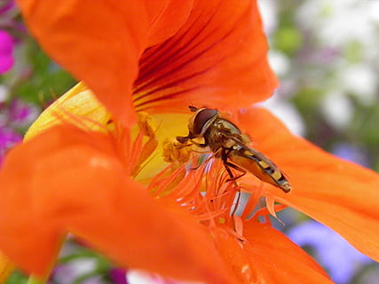 klaida, pobūdį, vabzdys, skristi, augalų, vasara, laukinės gamtos, sodas, hoverfly, pakimba, sparnas, oranžinė, gyvūnų temos, bestuburiai, gyvūnų gyvūnija, gyvūnas, gėlė, oranžinė spalva, žydintys augalai, Iš arti, gyvūnams, vienas gyvūnas, atrankinis dėmesys, žmogaus kūno dalis, grožis gamtoje, žiedlapis, šviežumas, dieną, trapumas, ranka, lauke, apdulkinimas, žiedadulkių, gėlių galva, pirštu, 4K, CC0, Viešasis domenas, nemokamai