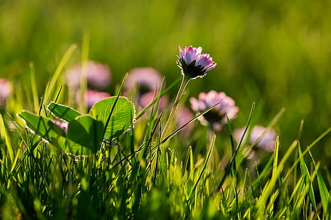 lilla blomster, daisy, baglygte, lysreflektioner, sol, solnedgang, blomst, pink daisy, blomstre, flor, lyserød, flerårige daisy, eng, græs, plante, spids blomst, smuk blomst, vilde blomster, grøn farve, skønhed i naturen, vækst, skrøbelighed, blomstrende plante, friskhed, sårbarhed, jord, tæt på, Mark, natur, selektiv fokusering, ingen mennesker, fokus på forgrunden, dag, kronblad, blomsterstand, blomsterhoved, udendørs, lilla, kløver, græsblad, 4K, CC0, offentligt domæne, royaltyfrie