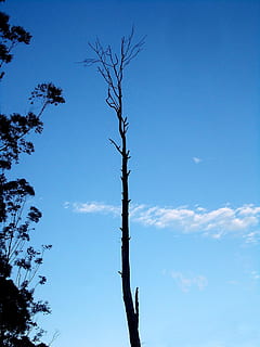 albero, single, cielo, cielo blu, vecchio, singolo, cielo, blu, vecchio albero, morto, giorno, all'aperto, albero nudo, pianta, Inquadratura dal basso, nuvola - cielo, la tranquillità, bellezza nella natura, natura, nessuno, scena tranquilla, silhouette, crescita, ramo, scenics - natura, tronco, tronco d'albero, 2K, CC0, dominio pubblico, privo di copyright