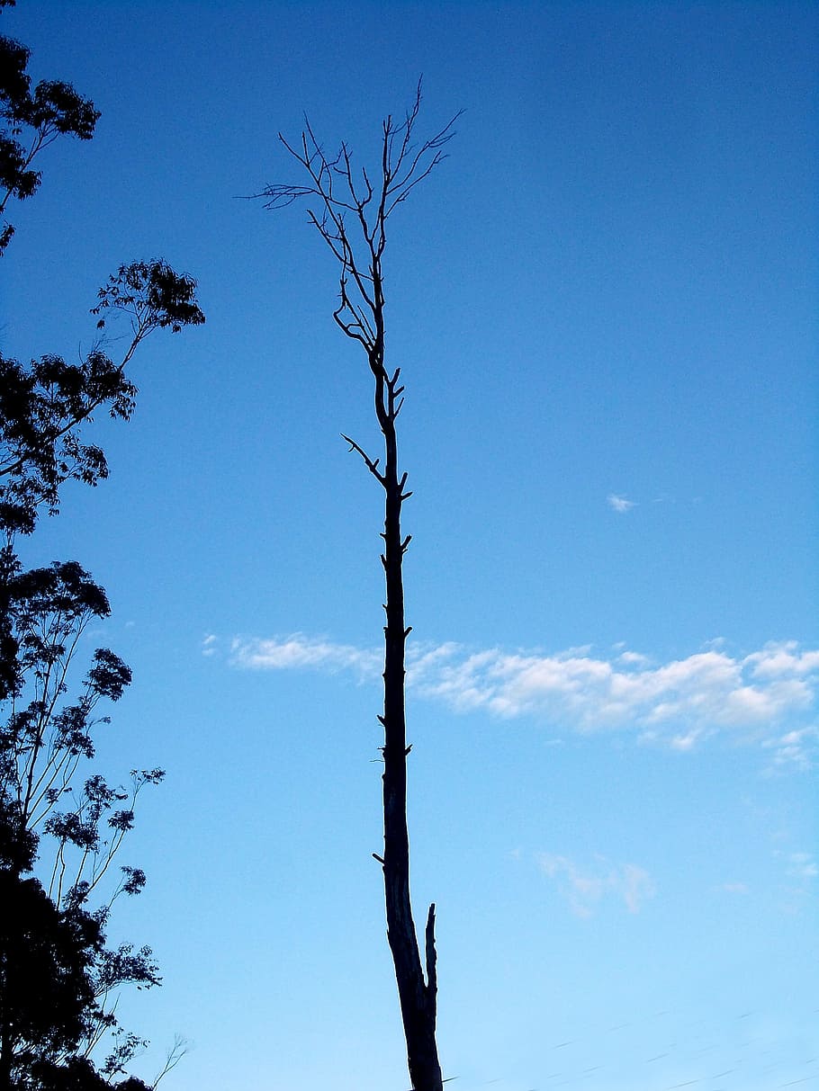 albero, single, cielo, cielo blu, vecchio, singolo, cielo, blu, vecchio albero, morto, giorno, all'aperto, albero nudo, pianta, Inquadratura dal basso, nuvola - cielo, la tranquillità, bellezza nella natura, natura, nessuno, scena tranquilla, silhouette, crescita, ramo, scenics - natura, tronco, tronco d'albero, 2K