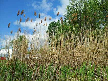 copaci, copac, iarbă, iarbă de porumb, iarba inalta, cer, albastru, verde, natură, plantă, vară, în aer liber, creştere, frumusețe în natură, zi, nici o persoana, liniște, teren, Culoarea verde, nor - cer, o scenă liniștită, camp, apă, scenice - natura, mediu inconjurator, timothy grass, 2K, CC0, domeniu public, fără drepturi de autor