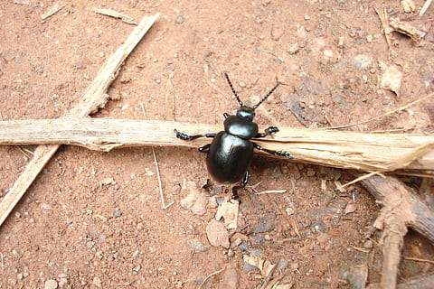 Insect, Soil, Nature, Bug, Brand, Wood, environment, macro, brown, ground, earth, rough, pest, texture, animals in the wild, animal themes, one animal, animal wildlife, no people, animal, invertebrate, close-up, beetle, day, wood - material, high angle view, gastropod, outdoors, zoology, black color, mollusk, 2K, CC0, public domain, royalty free