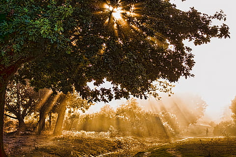 verde, hojeado, árbol, tiempo de día, luz del sol, rayos, Dom, paisaje, arboles, otoño, ligero, naturaleza, brillante, soleado, verano, sol, bosque, temporada, follaje, puesta de sol, amanecer, escénico, parque, amarillo, brillar, al aire libre, color, escena, rayos de sol, mágico, ráfaga, efecto, naranja, hoja, planta, belleza en la naturaleza, tranquilidad, cielo, rayo de sol, paisajes - naturaleza, ambiente, tierra, escena tranquila, crecimiento, nadie, campo, 5K, CC0, dominio público, libre de derechos