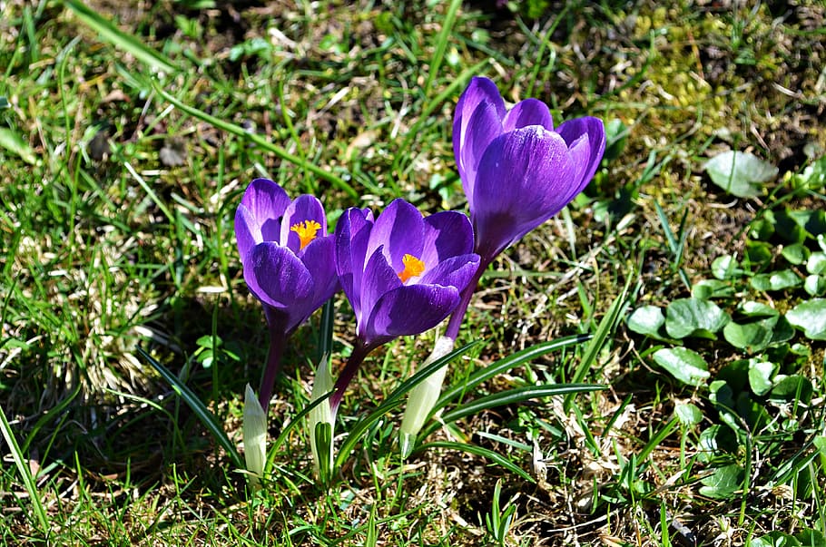 croco, fiori, primavera, fioritura, natura, pianta, prato, bellezza, giardino, polyana, viola, fiore, montagna, vegetazione, piante, verde, pianta selvatica, Fiore di campo, avvicinamento, erba, naturale, l'ambiente, colorato, stagioni dell'anno, Krokus, pianta fiorita, bellezza nella natura, crescita, vulnerabilità, fragilità, petalo, freschezza, iris, testa di fiore, campo, infiorescenza, terra, nessuno, giorno, all'aperto, polline, iris - pianta, 4K