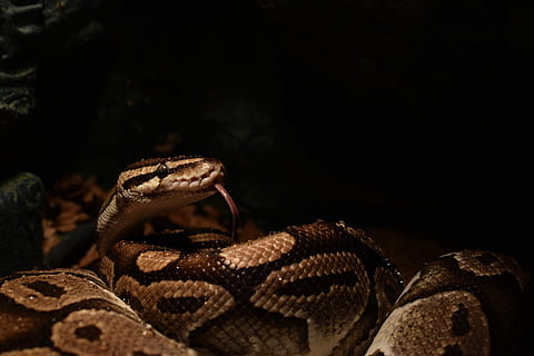 pitone palla, testa di serpente, giallo, lingua di serpente, boa, python regius, rettile, temi animali, fauna selvatica, animale, un animale, serpente, animali allo stato selvatico, vertebrato, avvicinamento, nessuno, sfondo nero, velenoso, parte del corpo animale, natura, zoo, animali in cattività, notte, segnale di pericolo, cartello, comunicazione, testa di animale, lingua animale, bocca animale, aggressione, scala animale, 5K, CC0, dominio pubblico, privo di copyright