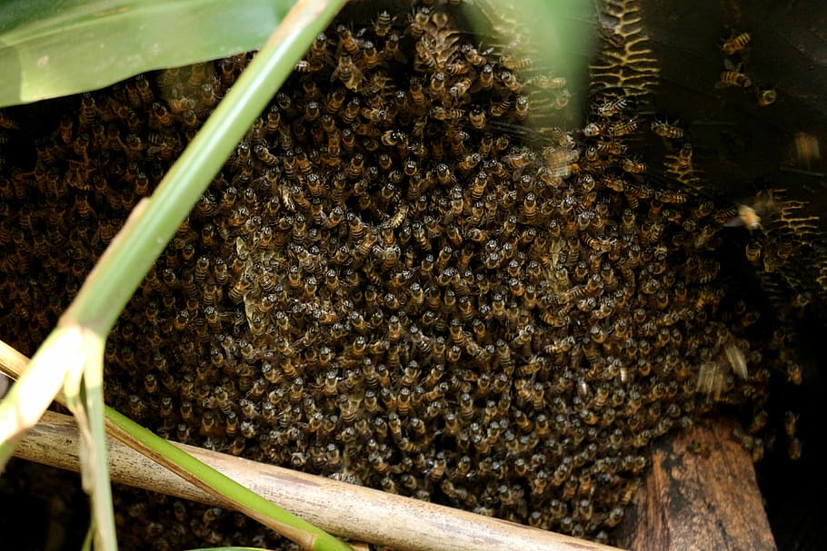 albină, roi, ustura, insectă, agricultură, creştere, grup mare de animale, natură, animale tematice, a închide, animale în sălbăticie, animal, nevertebrat, grup de animale, nici o persoana, animale sălbatice, frumusețe în natură, zi, plantă, stup de albine, apicultură, în aer liber, zoologie, 4K