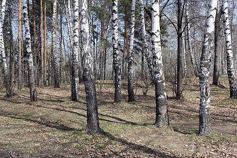 bosc, naturalesa, bedoll, primavera, dia assolellat, Rússia, vacances, bosc de bedolls, arbres, arbre, planta, terra, tronc de l'arbre, tronc, tranquil·litat, creixement, bellesa a la natura, escena tranquil·la, escena no urbana, cap gent, escenics - natura, dia, camp, arbre nu, remot, paisatge, a l'aire lliure, ruta, 5K, CC0, domini públic, lliure de regalies