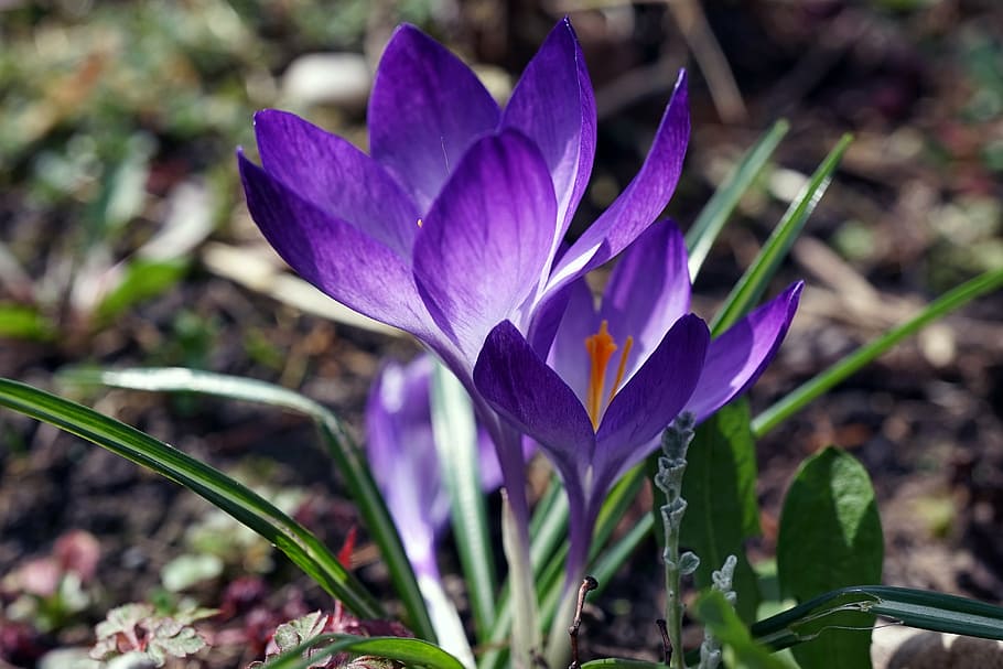 şofran, primăvară, devreme, floare de primavara, crocus de primăvară, floare, albastru, harbinger al primăverii, Violet, natură, petală, frumusețe în natură, zi, cap de floare, în aer liber, prospeţime, nici o persoana, planta cu flori, plantă, vulnerabilitate, fragilitate, creştere, iris, a închide, să se concentreze asupra primelor elemente, inflorescenţă, camp, iris - plantă, 4K