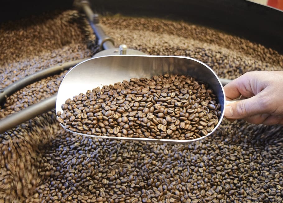 persona, recollir, grans de cafè, cafè, mongetes, espresso, torrat, torradora, rostit, cafeïna, cafeteria, aroma, cervesa, tassa, natural, textura, java, mocha, elaborada, empresa, sabor, scooper, Cullera, mà humana, mà, menjar i beguda, part del cos humà, menjar, una persona, llavor, frescor, alimentació saludable, vista d’angle alt, abundància, benestar, celebració, gran grup d'objectes, primer pla, dia, naturalesa, persona irreconeixible, persones reals, dit, 4K