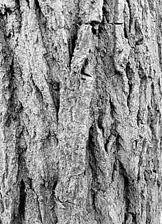 bark, Skov, træ, log, baggrund, rustik, grov, sort hvid, natur, baggrunde, mønster, tekstureret, træstamme, træ - materiale, tæt på, ru, Brun, tør, abstrakt, makro, plante, gammel, ingen mennesker, materiale, fuld ramme, bagagerum, plantebark, naturligt mønster, dag, forvitret, vækst, udendørs, tekstureret effekt, lichen, naturlig tilstand, 2K, CC0, offentligt domæne, royaltyfrie