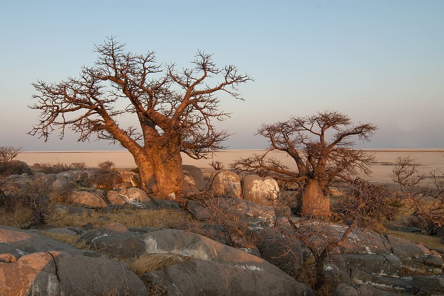 fotografia de paisatge, dos, marró, nua, arbres, botswana, baobab, arbre, cel, escenics - natura, planta, paisatge, tranquil·litat, medi ambient, rock, escena tranquil·la, sòlid, bellesa a la natura, rock - object, naturalesa, cap gent, escena no urbana, desert, terra, dia, geografia física, arbre nu, a l'aire lliure, clima, clima àrid, semiàrid, erosionat, 2K