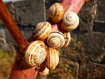 etana, kuoret, kiinni, haara, etanan kuoret, etanat, eläimet, luonto, eläimen kuori, kotilo, eläinten teemoja, yksi eläin, kierre-, mollusk, kuori, eläin, lähikuva, selkärangaton, eläinten villieläimet, ei ihmisiä, eläimiä, keskittyä etualalle, päivä, luonnollinen malli, kuvio, ulkona, konttaa, 2K, CC0, public domain, rojaltivapaa