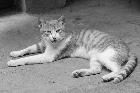 gat, gatet, fresc petit, gat domèstic, animal, mascotes, felí, mamífer, nacional, animals domèstics, un animal, vertebrats, relaxació, estirat, descans, cap gent, mirant la càmera, dia, retrat, bigotis, tabby, 2K, CC0, domini públic, lliure de regalies