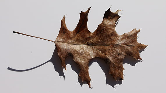 blad, brunt blad, efterår, plante, Brun, natur, falde blade, studio skud, ingen mennesker, dyr, indendørs, hvid baggrund, dyre temaer, tæt på, et dyr, enkelt objekt, dyreliv, hvirveldyr, skåret ud, fisk, dyr kropsdel, stilleben, fuld længde, mad, 5K, CC0, offentligt domæne, royaltyfrie