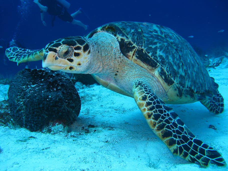 hvid, sort, skildpadde, legeme, vand, brun skildpadde, undervands-, marine, fisk, ocean, koral, natur, rev, scuba, dykning, tropisk fisk, undersøiske, hav, tropisk, dyr, dykke, akvatiske, dyreliv, grøn skildpadde, havskildpadde, blå, tropisk klima, svømme dyr, hav liv, et dyr, dyr i naturen, dyre temaer, svømning, hvirveldyr, krybdyr, ingen mennesker, tæt på, dyr hoved, 1080P