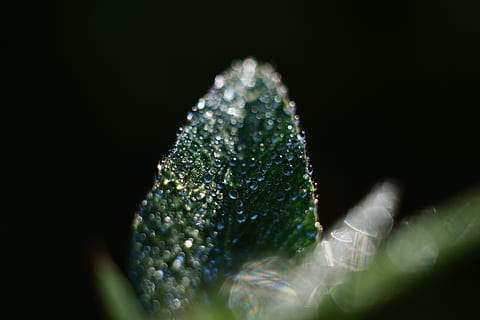 flach, fokus fotografie, Blatt, Wassertropfen, schließen, Fotografie, Grün, Wassertau, flacher Fokus, grüne Blätter, Tau, fallen, Regen, frisch, Natur, Makro, Nahansicht, Pflanze, grüne Farbe, nass, Frische, Regentropfen, Frühling, Wasser, Gras, Hintergründe, Sommer-, Schönheit in der Natur, Wachstum, keine Leute, schwarzer Hintergrund, Studioaufnahme, Nacht-, selektiver Fokus, drinnen, kopieren sie platz, glänzend, klein, Reinheit, 5K, CC0, gemeinfrei, lizenzfrei