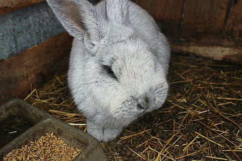 rabbit, ears, gray, animal themes, mammal, animal, one animal, vertebrate, domestic, pets, domestic animals, no people, animal wildlife, close-up, rabbit - animal, day, wood - material, nature, high angle view, hay, relaxation, animals in the wild, animal head, herbivorous, 4K, CC0, public domain, royalty free