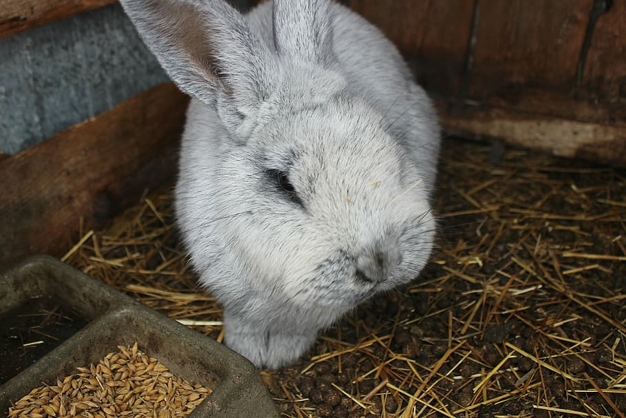 rabbit, ears, gray, animal themes, mammal, animal, one animal, vertebrate, domestic, pets, domestic animals, no people, animal wildlife, close-up, rabbit - animal, day, wood - material, nature, high angle view, hay, relaxation, animals in the wild, animal head, herbivorous, 4K