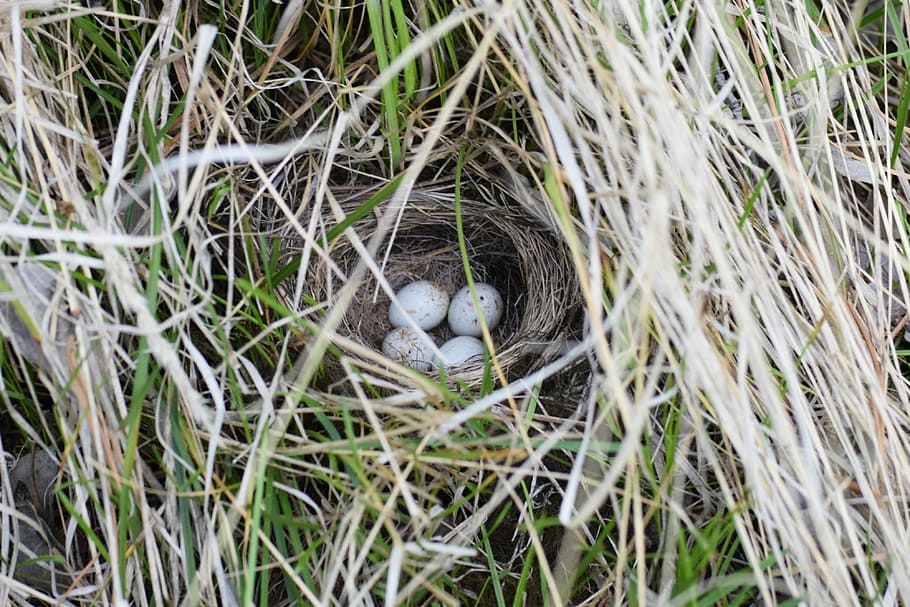 junco, niu, ous, ocell, planta, niu d’animals, animal jove, animal, cap gent, vertebrats, temes d'animals, naturalesa, ocell jove, dia, vista d’angle alt, animals a la natura, herba, fauna animal, nova vida, inicis, un animal, a l'aire lliure, part del cos dels animals, cap d’animals, 4K