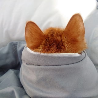 kat, øre, Brun, kæledyr, et dyr, indenlandske kat, indendørs, dyre temaer, ingen mennesker, indenlandske, husdyr, pattedyr, dyr, møbel, hvirveldyr, lempelse, hund, hunde, tæt på, seng, høj vinkel visning, hvilende, tøj, blødhed, lille, 2K, CC0, offentligt domæne, royaltyfrie