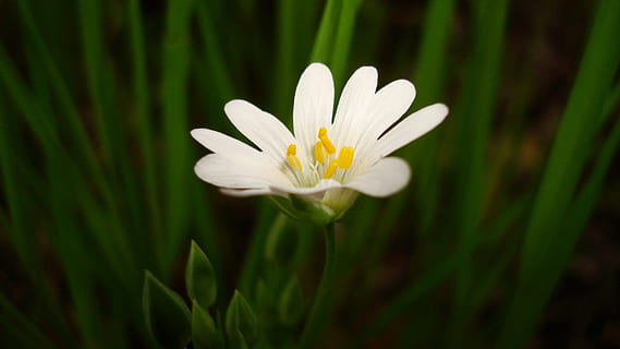 Flower, Spring, Forest, nature, plant, springtime, daisy, close-up, grass, meadow, summer, macro, beauty In Nature, outdoors, white, green Color, petal, freshness, yellow, season, flower Head, blossom, white color, fragility, flowering plant, leaf, vulnerability, growth, no people, plant part, inflorescence, water, pollen, purity, 1080P, CC0, public domain, royalty free
