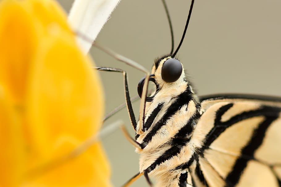 makro skud fotografering, beige, sort, insekt, hvid, stribet, sommerfugl perching, gul, blomst, nærbillede fotografering, sort, sommerfugl, dyr, natur, dyrefløj, sommerfugl - insekt, makro, tæt på, dyr og kæledyr, dyreliv, skønhed i naturen, skrøbelighed, multi farvet, et dyr, dyre temaer, dyr i naturen, hvirvelløse, dyr kropsdel, ekstrem nærbillede, kropsdel, selektiv fokusering, menneskelig kropsdel, dyr antenne, lemmer, dyr hoved, dyr øje, menneskelig lem, 2K