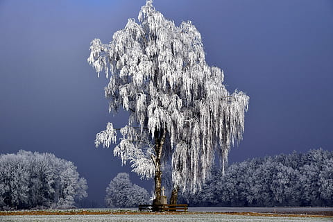 Foto, grå, høj, træ, vinter, vinterlige, vinter træer, natur, sne, Skov, kold, landskab, humør, frost, snedækket, vinterforkølelse, let snefald, Mark, is, koldtemperatur, sæson, Frosset, udendørs, plante, kold temperatur, himmel, skønhed i naturen, jord, rolig scene, ro, ingen mennesker, scenics - natur, miljø, sø, blå, ikke-urbane scene, nåletræ, fyrretræ, sner, treelined, 5K, CC0, offentligt domæne, royaltyfrie