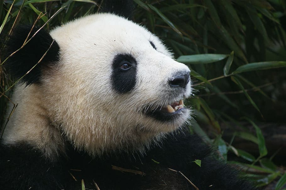 blanc, negre, panda, durant el dia, suportar, Xina, cap, Chengdu, en perill d’extinció, vida salvatge, sichuan, reserva, cub, panda - animal, animal, naturalesa, mamífer, Espècies en perill d'extinció, Panda gegant, asia, bosc, temes d'animals, un animal, fauna animal, animals a la natura, vertebrats, planta, full, part de la planta, cap gent, part del cos dels animals, bambú - planta, dia, a l'aire lliure, zoo, cap d’animals, herbívors, 1080P