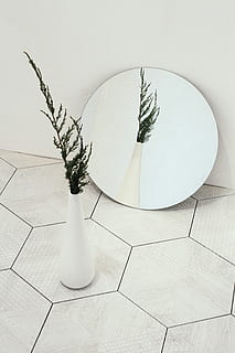 Zielony, leafed, roślina, wazon, kompozycja, okrągły, bioniczny, prosty, dachówka, odbicie, lustro, wewnątrz, żadnych ludzi, posadzka, architektura, nowoczesny, wnętrze domu, biały kolor, zbudowana struktura, Natura, drzewo, dekoracja, kształt, wykafelkowana podłoga, funkcja budowy ścian, sztuki i rzemiosła, wysoki kąt widzenia, projekt, ozdobny, 4K, CC0, domena publiczna, darmowe zdjęcia