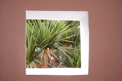 finestra, quadrat, arquitectura, perspectiva, casa, sense vidre, jardí, arbre del drac de l'illa canària, dracaena draco, secció, fulles veritables, schopf, Espècies en perill d'extinció, arbre, planta, creixement, naturalesa, color verd, cap gent, funció de construcció de parets, a l'interior, dia, Palmera, full, part de la planta, primer pla, clima tropical, estructura construïda, herba, fulla de palma, 4K, CC0, domini públic, lliure de regalies