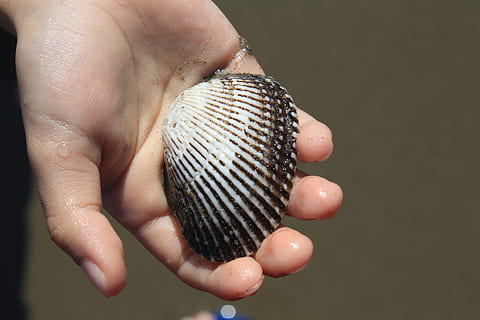shell, seashell, shellfish, hand, human hand, human body part, holding, one person, finger, body part, human finger, close-up, real people, unrecognizable person, indoors, focus on foreground, lifestyles, day, metal, pattern, 4K, CC0, public domain, royalty free